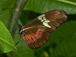 Image of Heliconius hortense Guérin-Ménéville (1829)