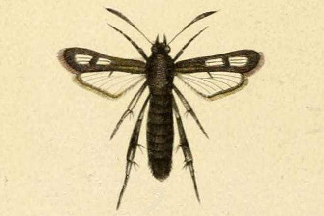 Image de Chamaesphecia anthraciformis Rambur 1832