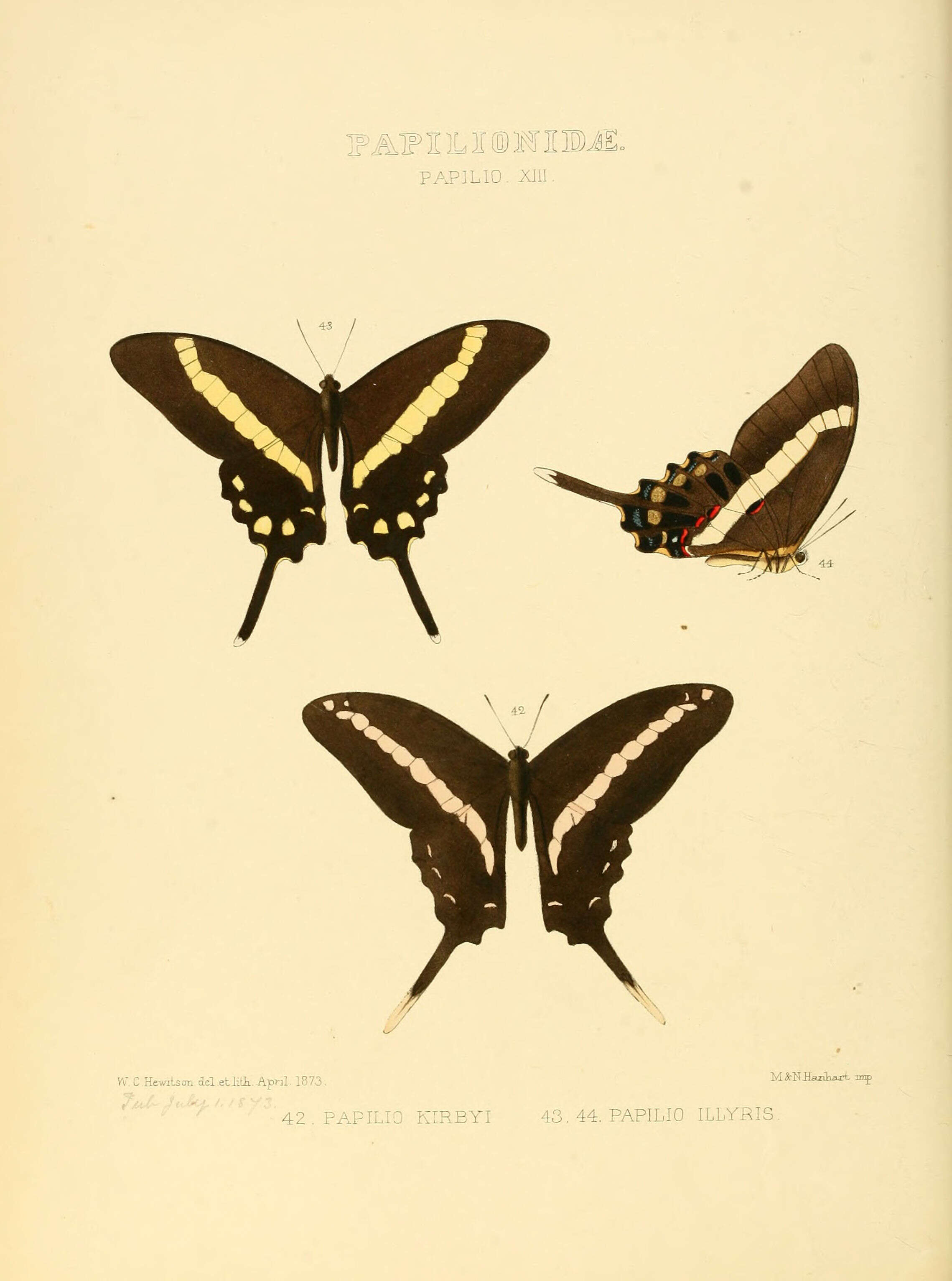 Plancia ëd Graphium kirbyi (Hewitson 1872)