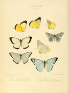 Image of Saletara liberia (Cramer (1779))