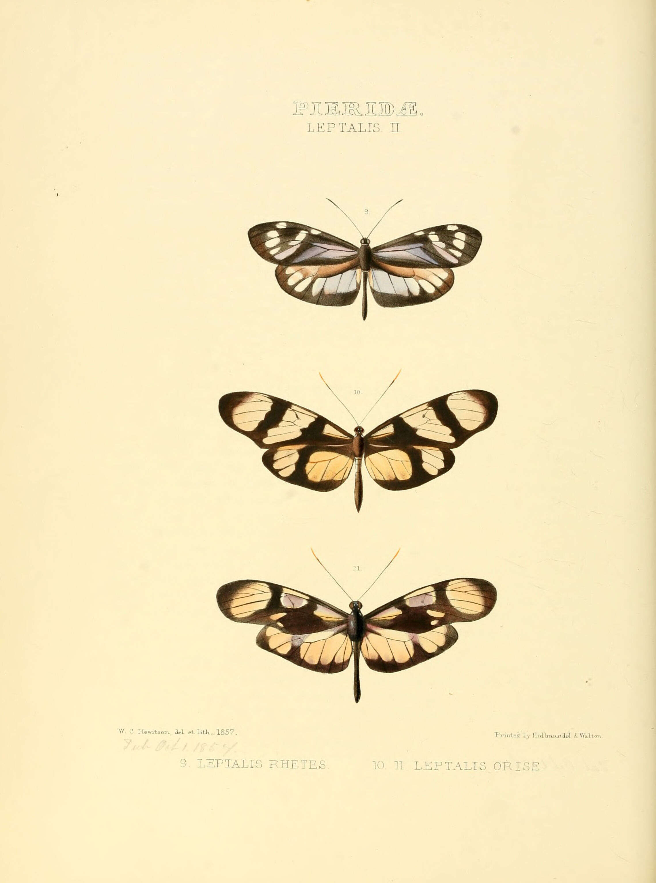 Image of Patia orise (Boisduval 1836)