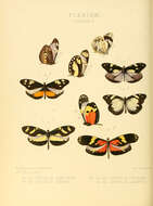 Image of Patia cordillera (Felder & Felder 1862)