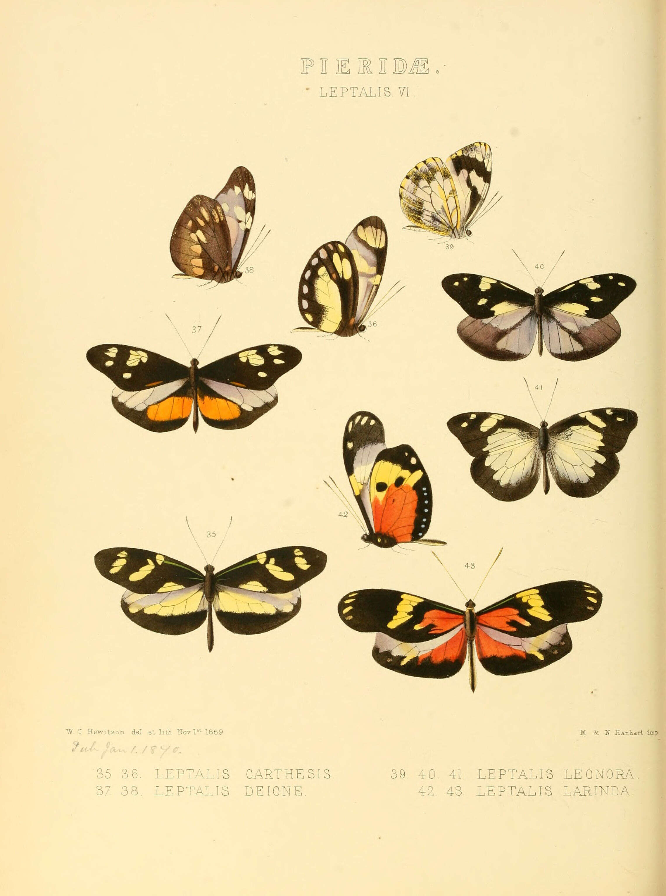Image of Patia cordillera (Felder & Felder 1862)