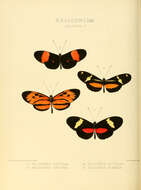 Image of Heliconius clysonymus Latreille 1817