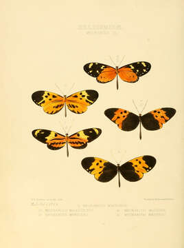 Image of Mechanitis lysimnia Fabricius 1793