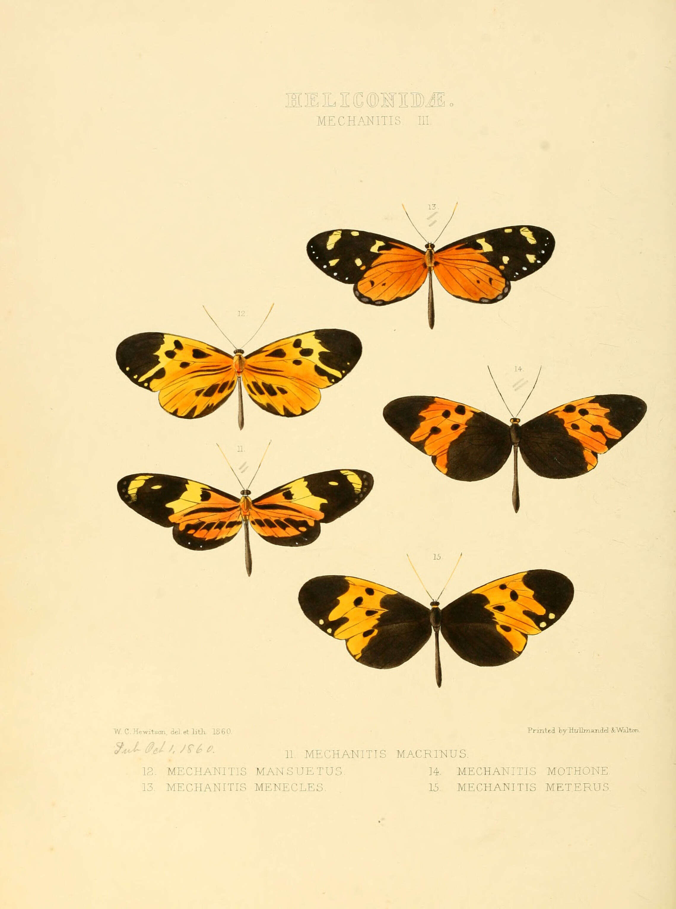 Image of Mechanitis lysimnia Fabricius 1793