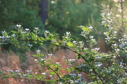 Слика од Rubus argutus Link