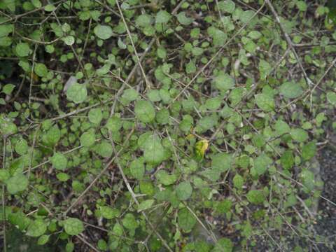 Image of Coprosma areolata Cheeseman