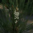 Image of Hakea dohertyi Haegi