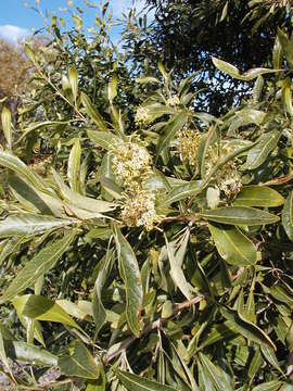 Image of Grevillea helmsiae F. M. Bailey