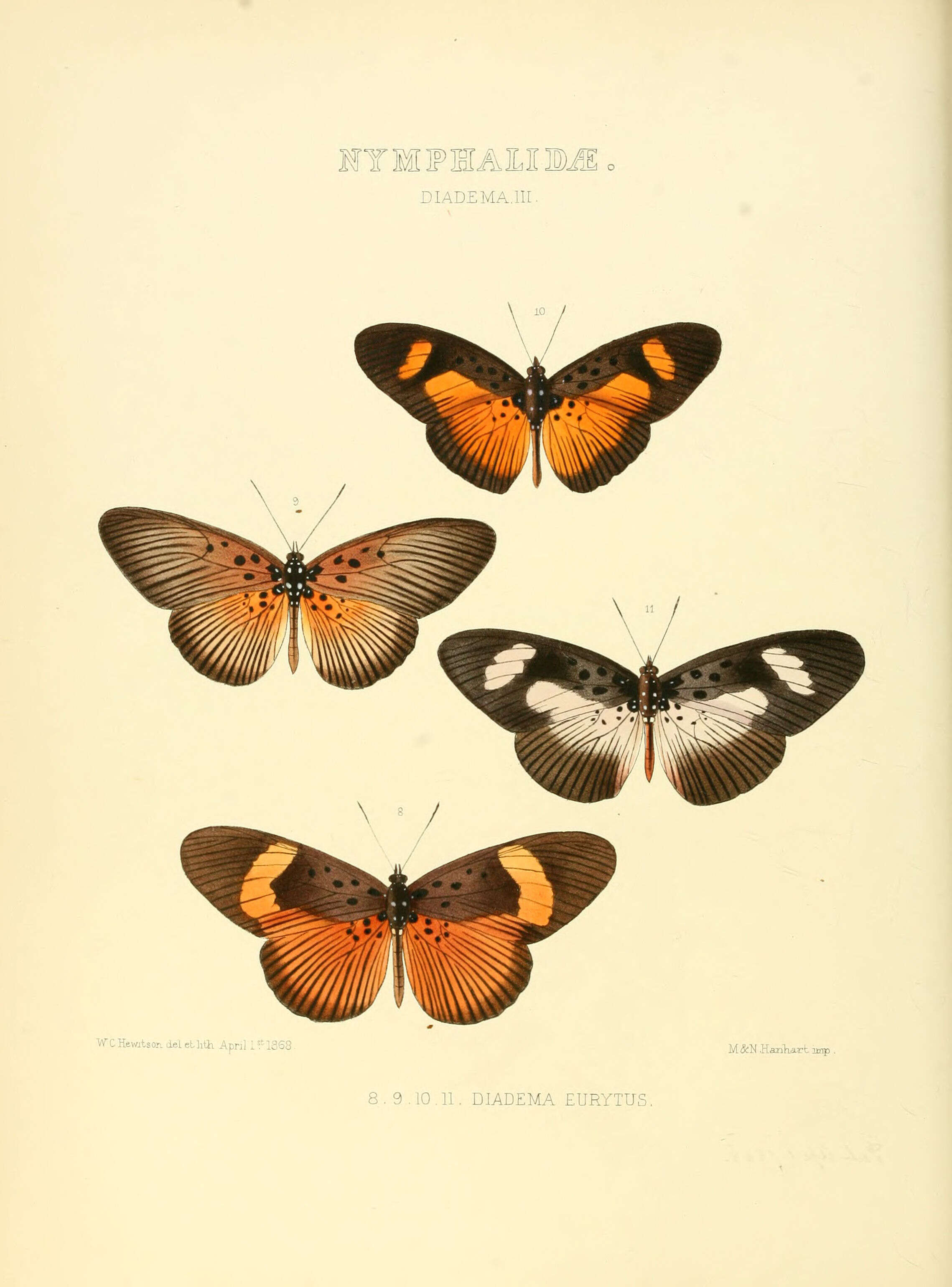 Image of Pseudacraea eurytus