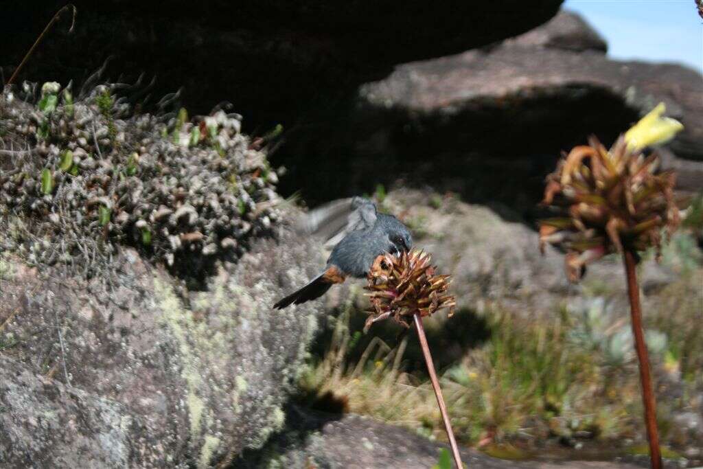 Image of Greater Flower-piercer