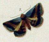 Image of Acantholipes trimeni Felder 1874