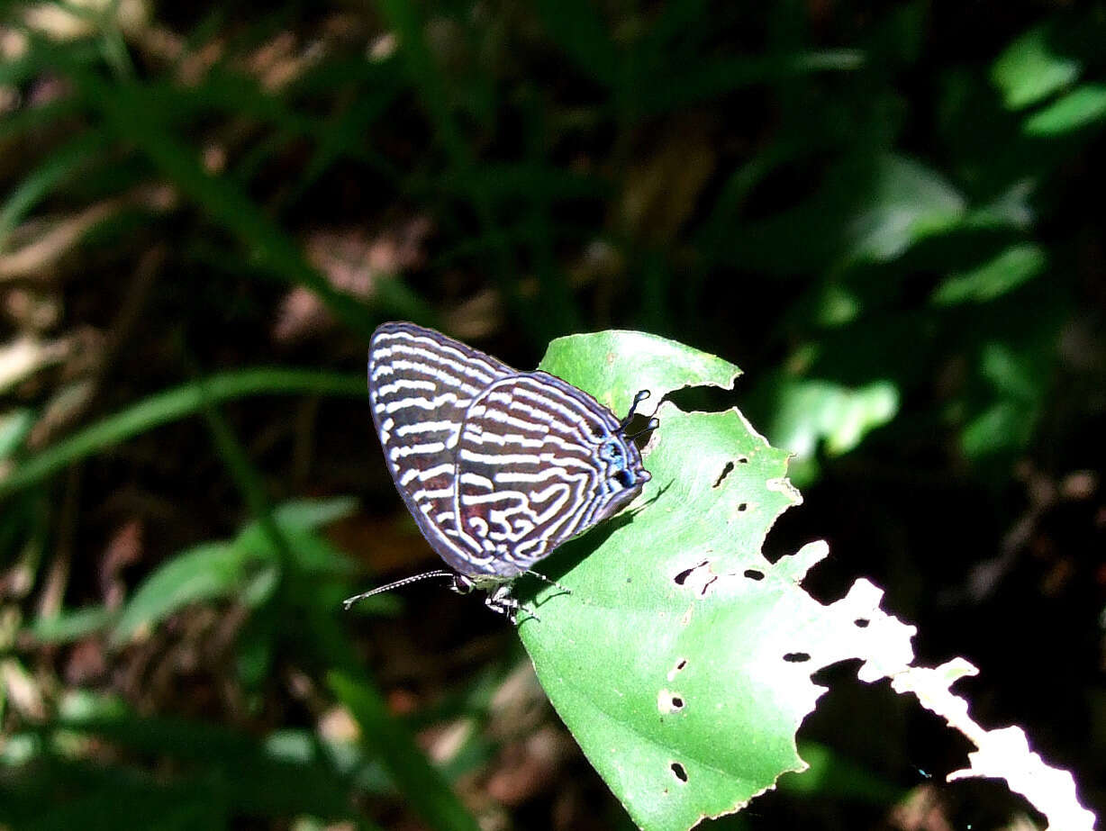 Image de Arhopala aronya (Hewitson (1869))