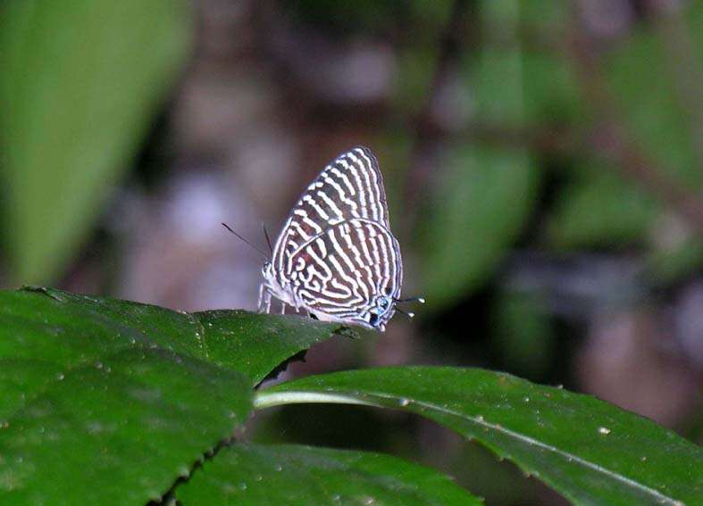 Image de Arhopala aronya (Hewitson (1869))