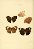 Image of Bicyclus iccius Hewitson 1865