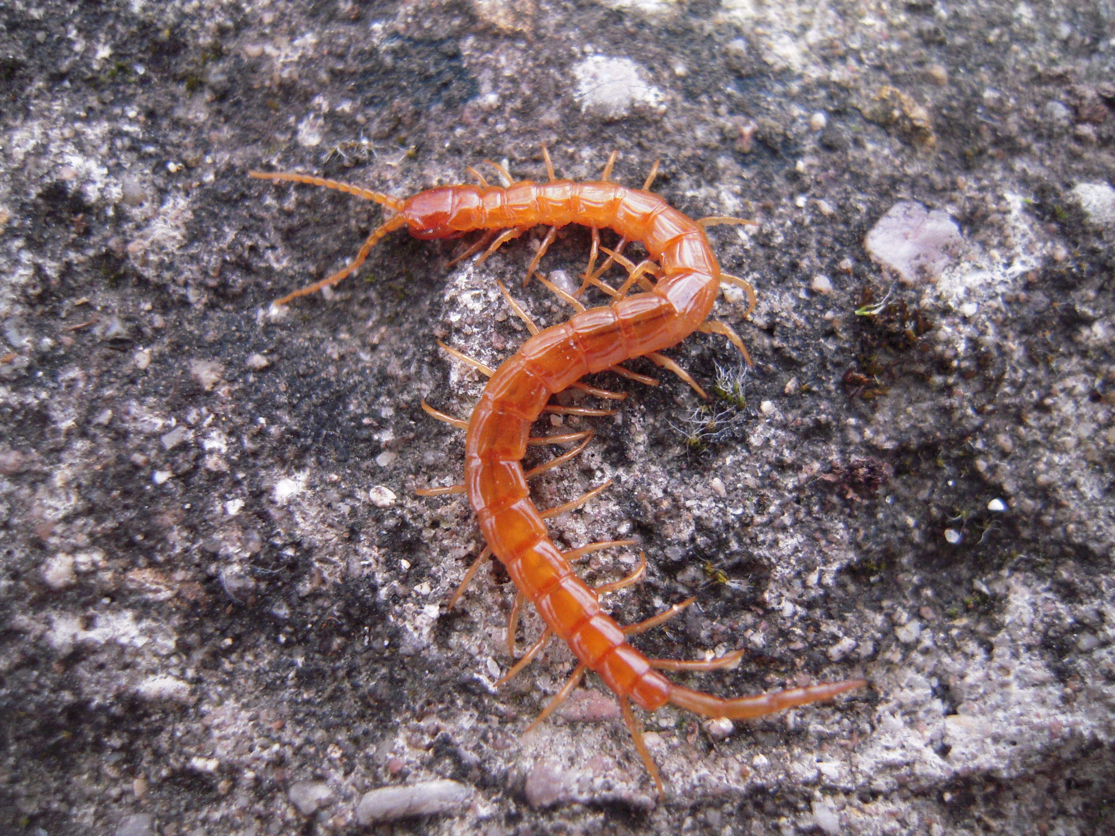 Image of Cryptopidae Kohlrausch 1881