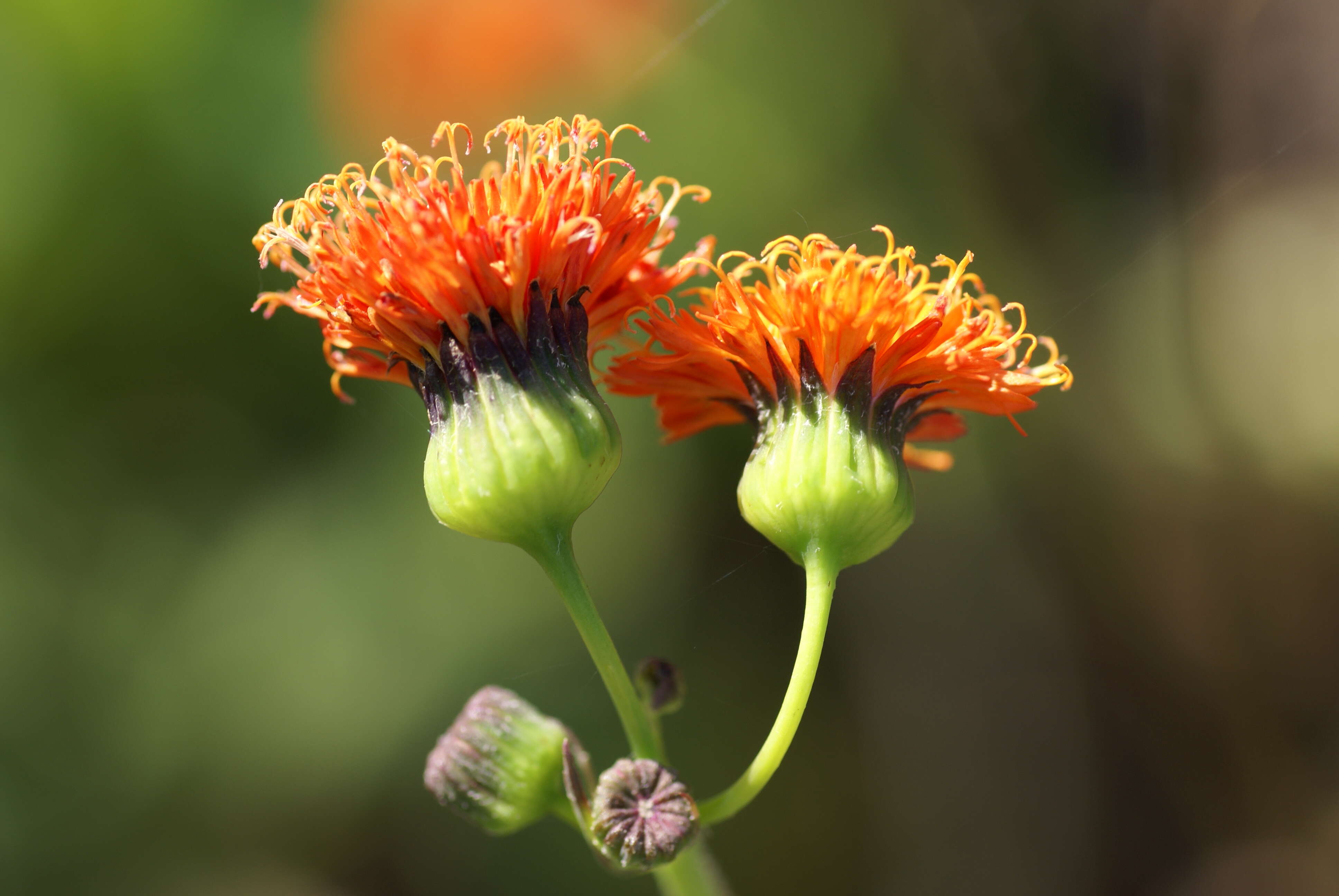 Image of Florida tasselflower