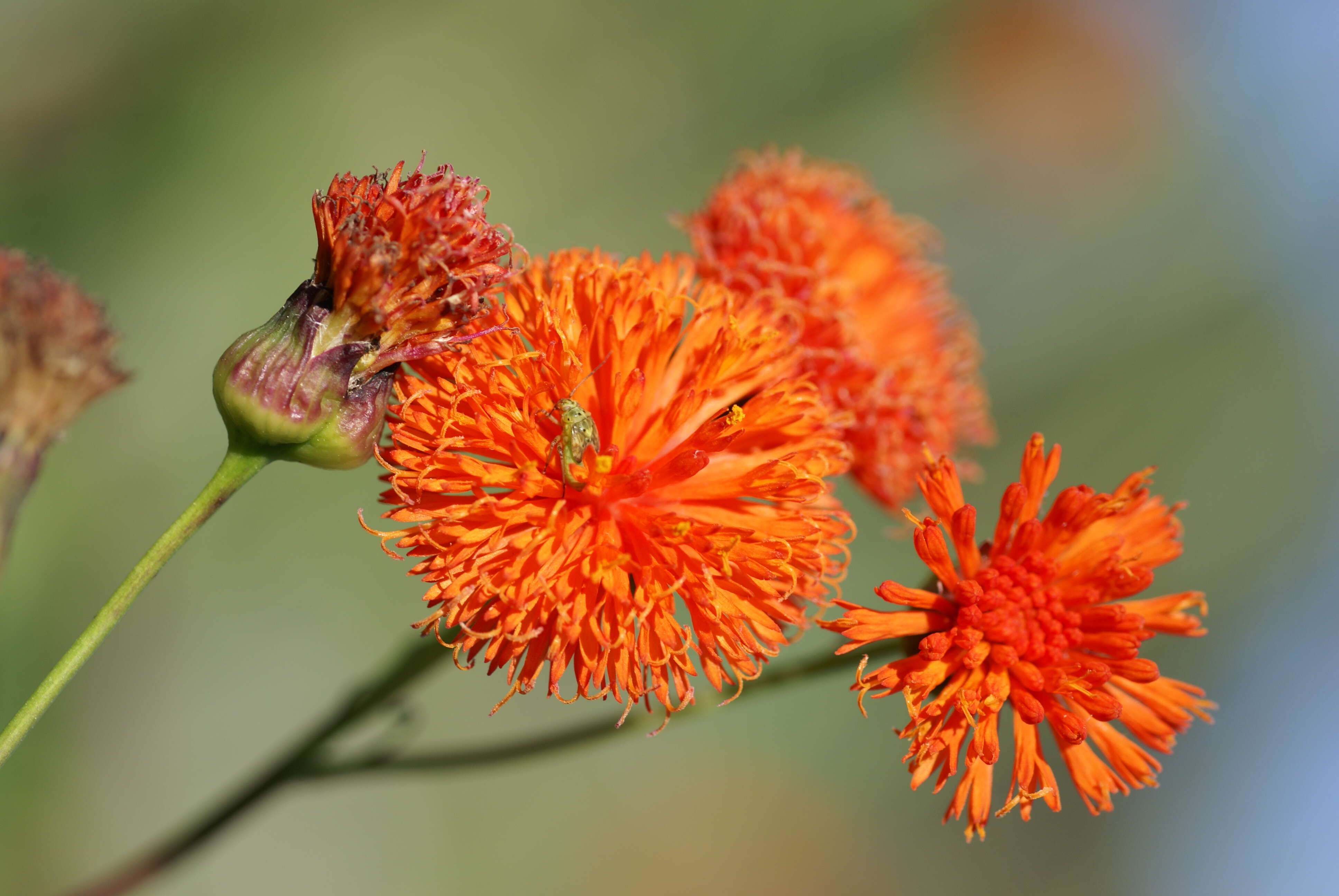 Image of Florida tasselflower