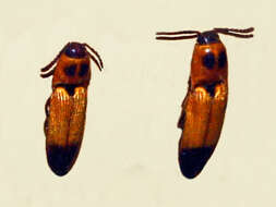 Image of Melanoxanthus senegalensis