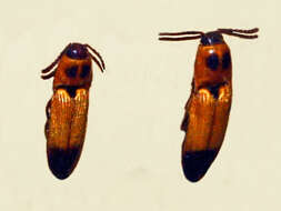 Слика од Melanoxanthus senegalensis