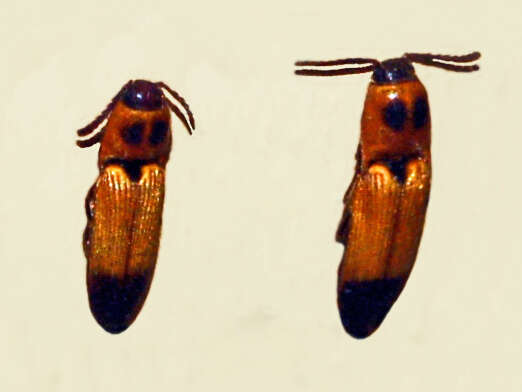 Image of Melanoxanthus senegalensis