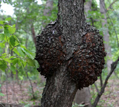 Image of black cherry