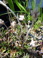 Imagem de Antennaria neglecta Greene