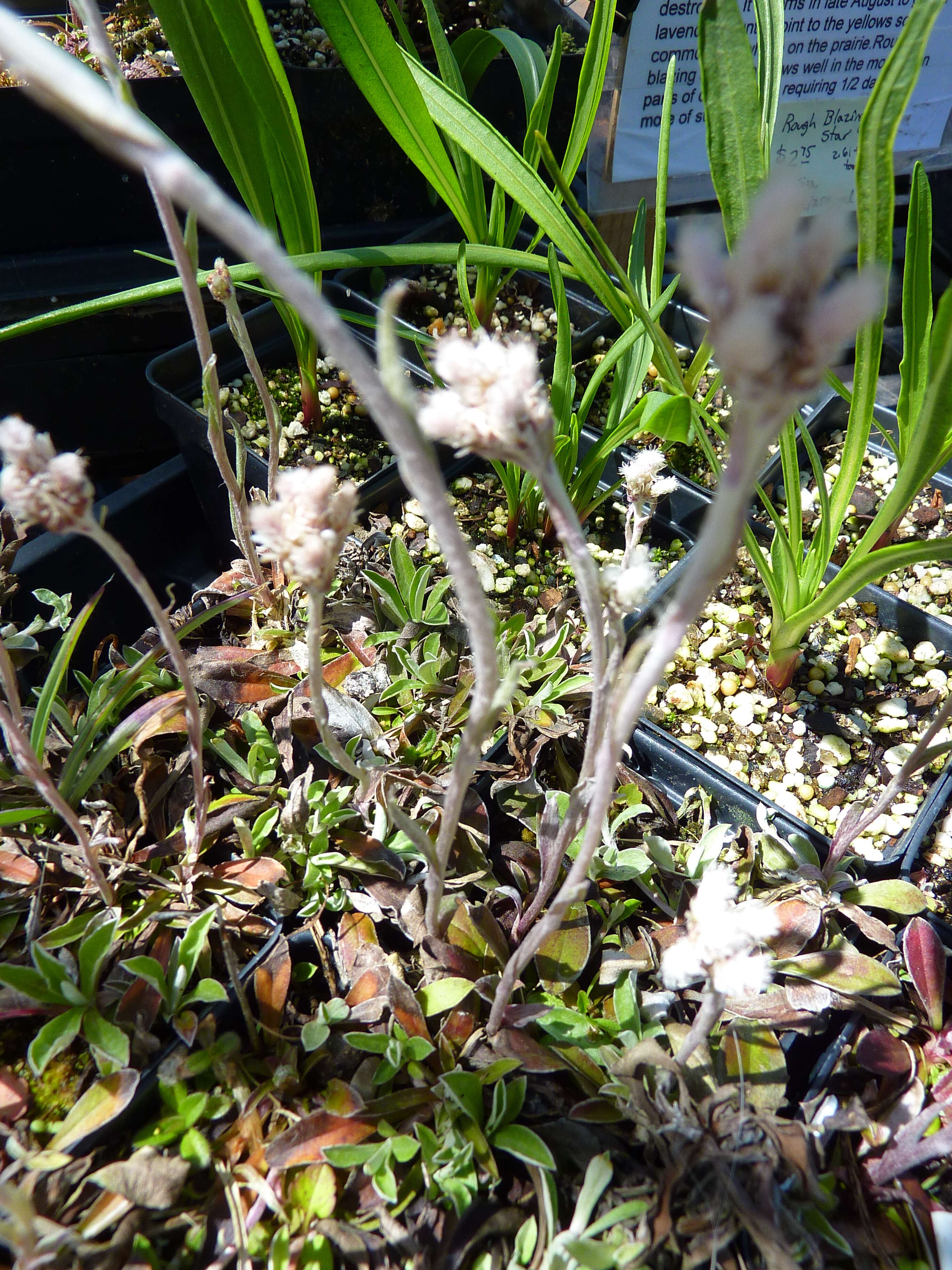 Imagem de Antennaria neglecta Greene