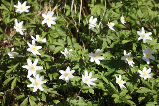 Imagem de Anemone nemorosa L.