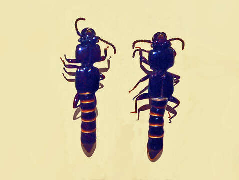 Image of Priochirus unicolor