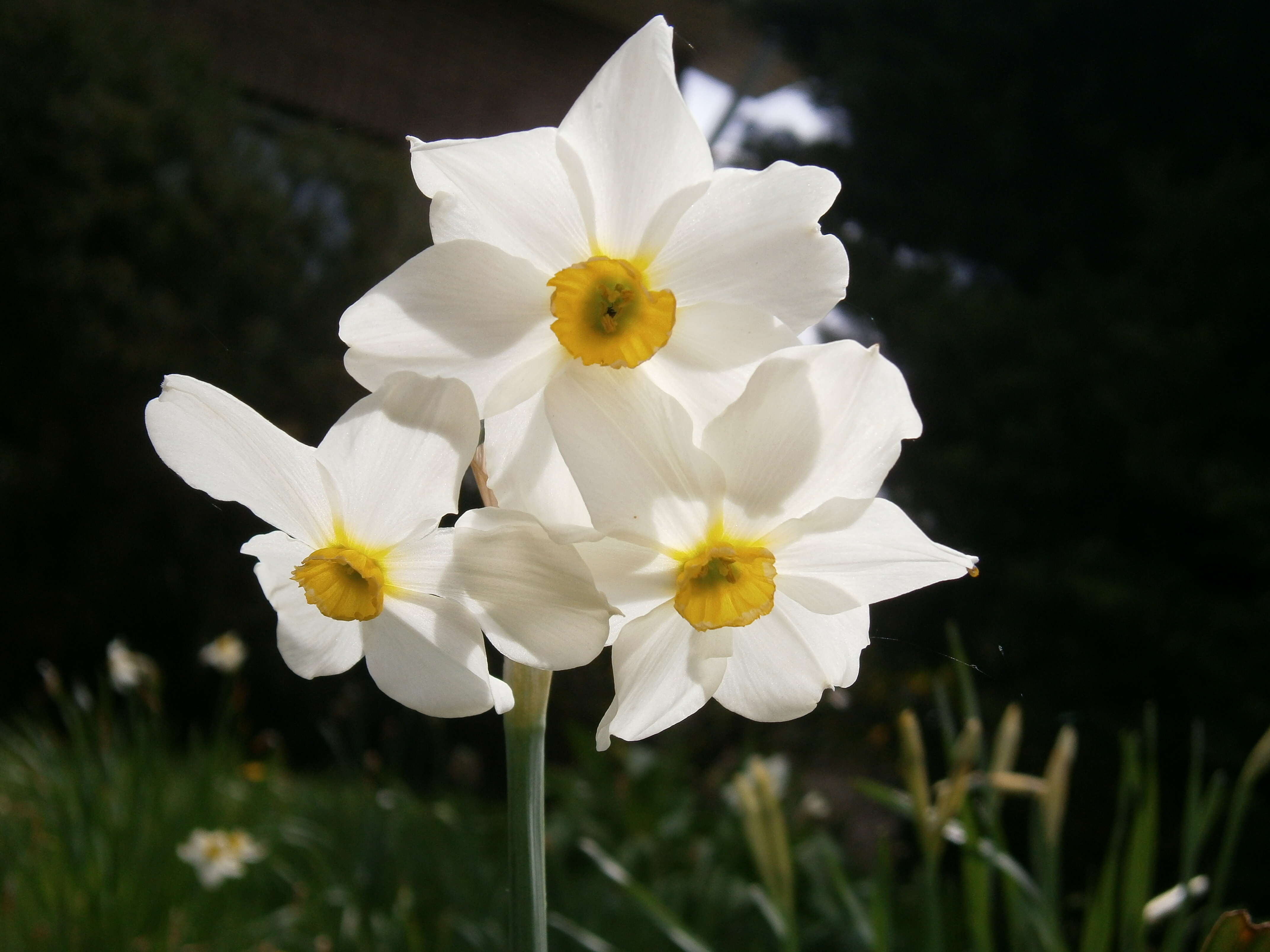 Image de Narcissus medioluteus Mill.