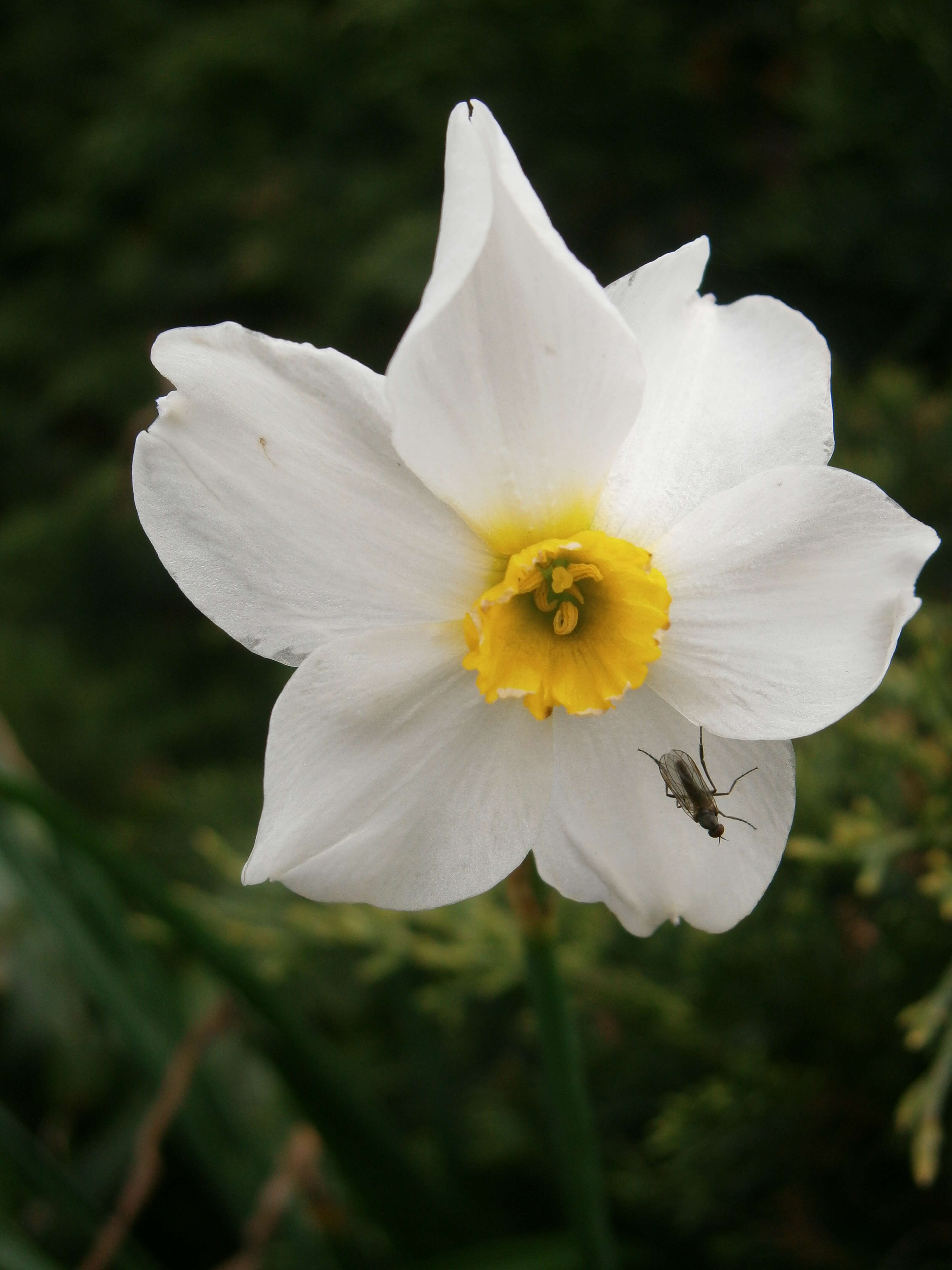 Image de Narcissus medioluteus Mill.