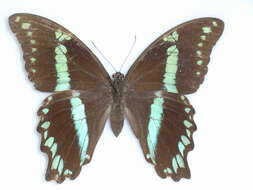 Image de Papilio oribazus Boisduval 1836