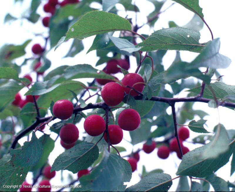 Image of creek plum