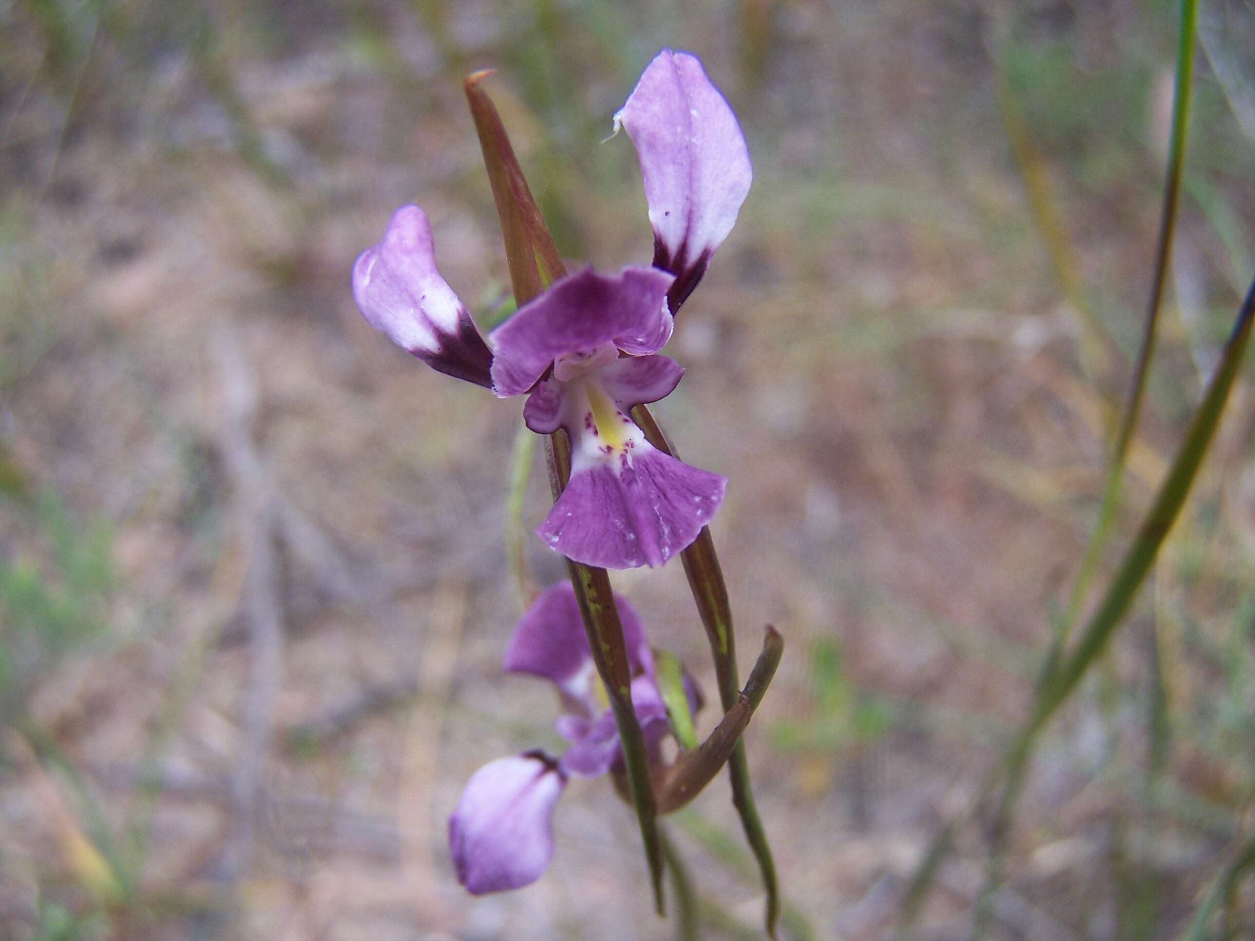 Image of Purple donkey orchid