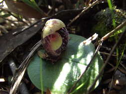 Image of Slaty helmet orchid