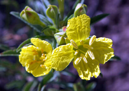 Image de Calylophus serrulatus