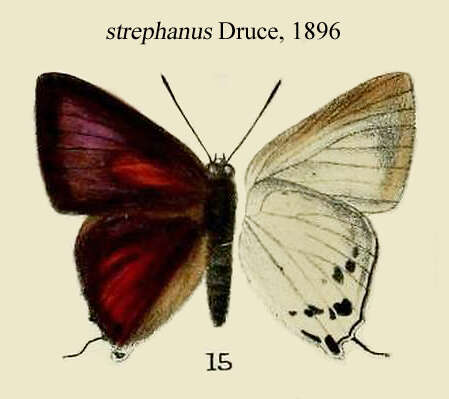 Image of Deudorix hypargyria