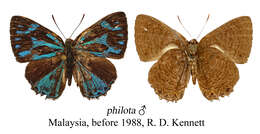 Image of Poritia philota Hewitson 1874