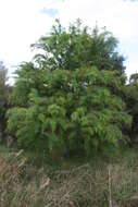 Image de Acacia pubescens (Vent.) R. Br.