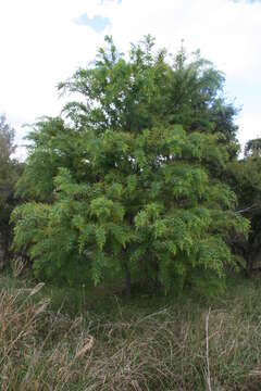 Sivun Acacia pubescens (Vent.) R. Br. kuva