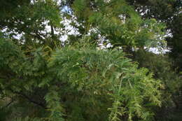 Sivun Acacia pubescens (Vent.) R. Br. kuva