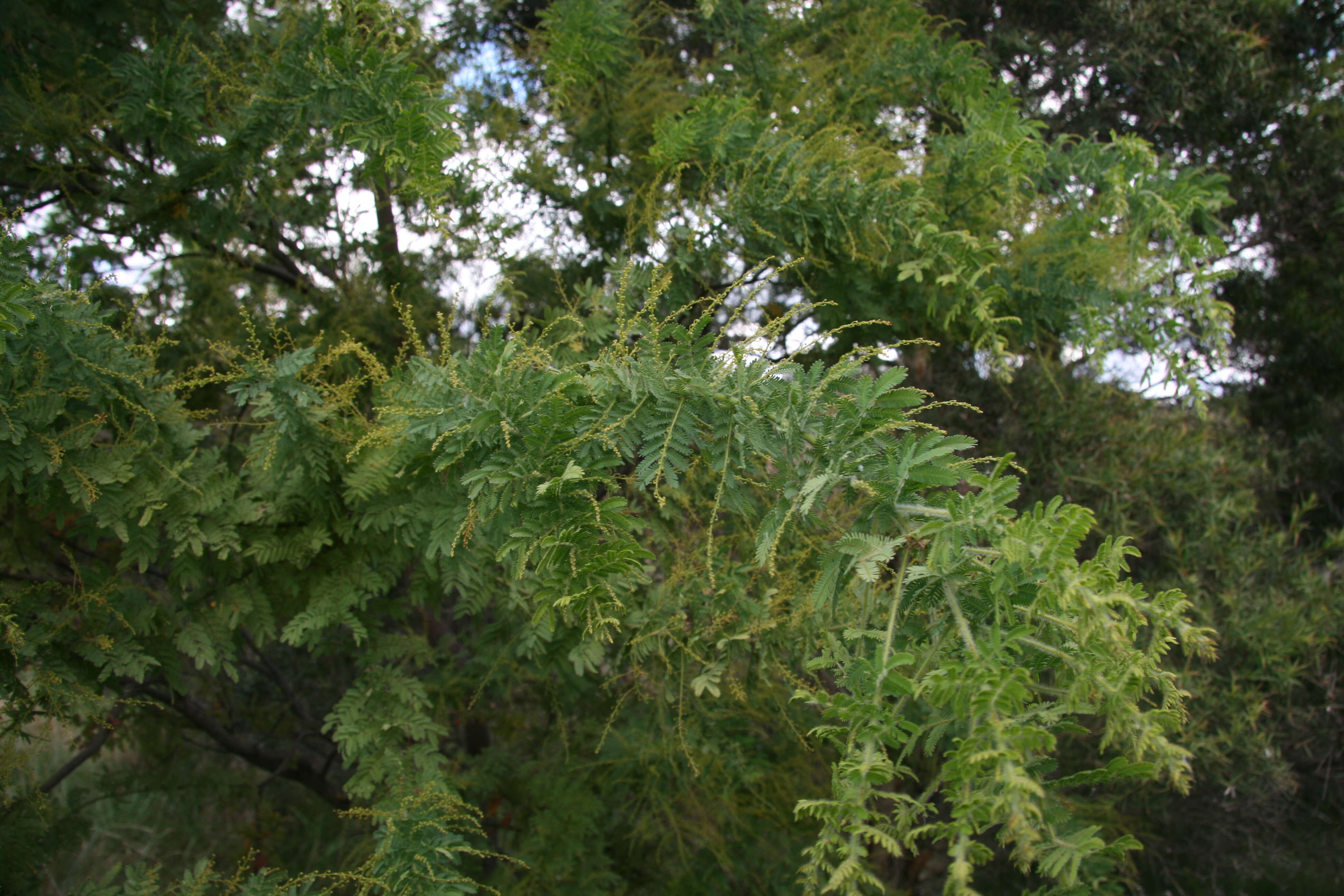 Image de Acacia pubescens (Vent.) R. Br.