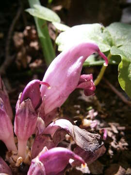 Image of Lathraea clandestina L.