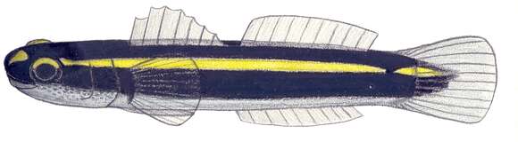 Elacatinus atronasus (Böhlke & Robins 1968)的圖片