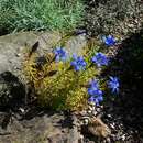 Image of Gentiana paradoxa Albov