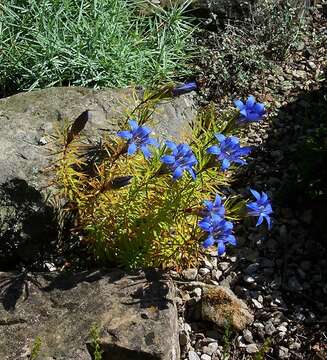 Image of Gentiana paradoxa Albov