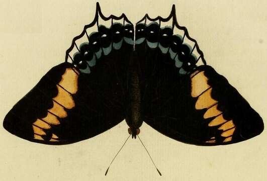 Imagem de Charaxes eurialus Cramer 1776