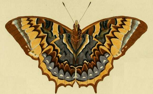 Imagem de Charaxes eurialus Cramer 1776